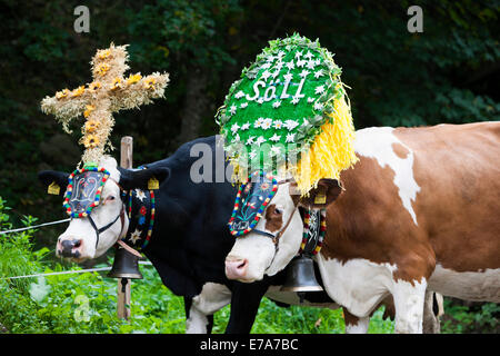 Decorate le vacche, Almabtrieb cattle drive, Söll, Tirolo del nord, Austria Foto Stock