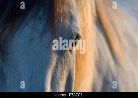 Cavallo lusitano, castrazione, White Horse, Andalusia, Spagna Foto Stock