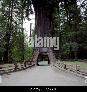 Il lampadario tree, un albero di sequoia vetture può guidare attraverso, Leggett, CALIFORNIA, STATI UNITI D'AMERICA Foto Stock