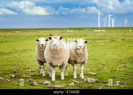 Tre pecore al pascolo con wind farm in background in Schleswig-Holstein, Germania Foto Stock