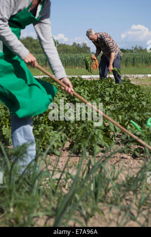 Coppia matura lavorando nella comunità giardino Foto Stock