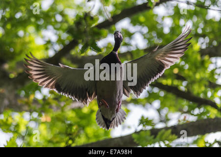 Un maschio di Mallard duck, aka anatra selvatica (Anas platyrhynchos) volare a Buddhapadipa tempio buddista, Wimbledon Parkside, Londra Foto Stock