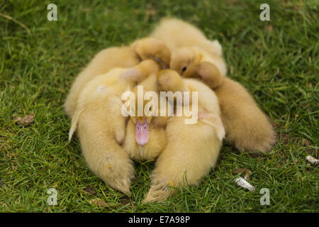 Moscovia anatroccoli (Cairina moschata), Wildfowl and Wetlands Trust, London Wetland Centre, Barnes, Londra, Inghilterra Foto Stock