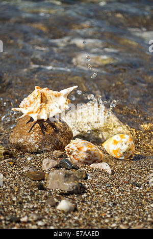 Conchiglie di mare sulla spiaggia. Profondità di campo. Foto Stock