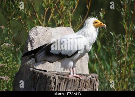 Avvoltoio egiziano o bianco scavenger di Capovaccaio (Neophron percnopterus) Foto Stock