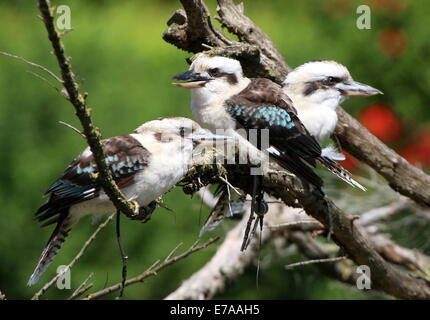 Gruppo di tre ridendo kookaburras (Dacelo novaeguineae) in posa su di un ramo Foto Stock