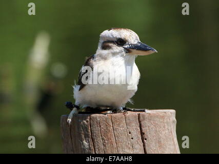 Ridendo kookaburra (Dacelo novaeguineae) Foto Stock