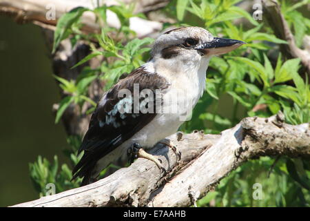 Ridendo kookaburra (Dacelo novaeguineae) in posa su di un ramo Foto Stock