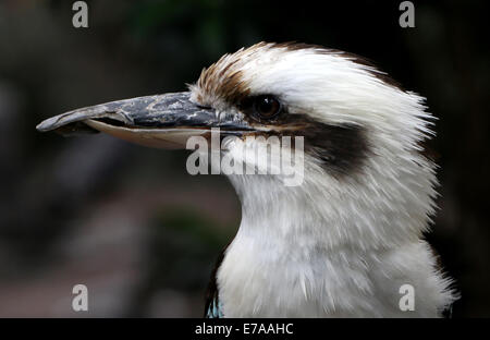 Close-up di un ridere kookaburra (Dacelo novaeguineae) Foto Stock