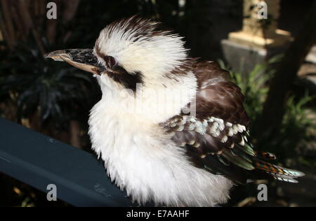 Close-up di un ridere kookaburra (Dacelo novaeguineae) Foto Stock