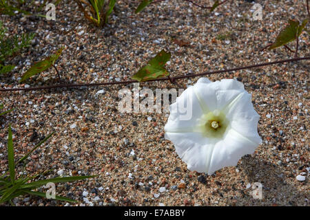 Calystegia sepium subsp. sepium, Hedge centinodia fiore Foto Stock
