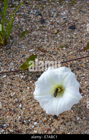 Calystegia sepium subsp. sepium, Hedge centinodia fiore Foto Stock