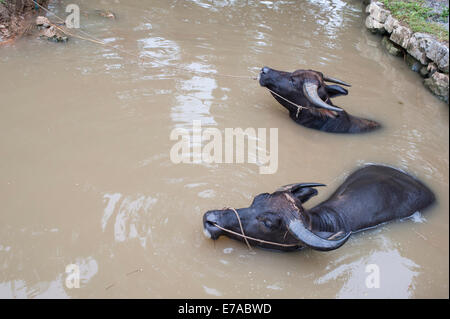 Bufalo d'acqua godendo di una nuotata. Foto Stock