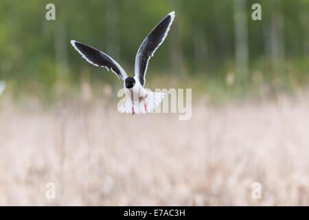 Little gull, Larus minutus bilico Foto Stock