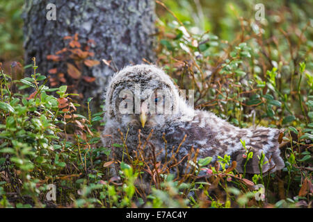 I capretti allocco degli Urali, Strix uralensis, seduto a terra Foto Stock