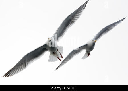 Aringa gabbiano (Larus argentatus) battenti contro il cielo bianco con seconda gabbiano in background. Foto Stock