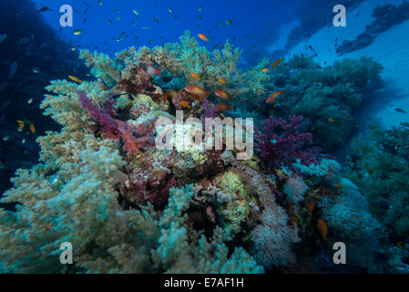 Colorate barriere coralline del Mar Rosso meridionale, Egitto Foto Stock