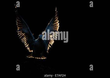 Aringa gabbiano (Larus argentatus) permanente sulla roccia con ali aperte e luce posteriore. Foto Stock