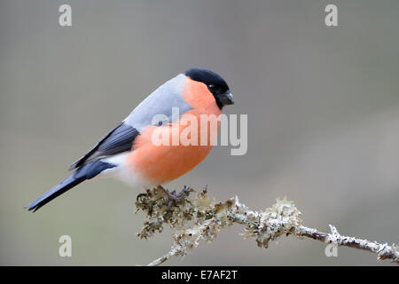 Bullfinch (Pyrrhula pyrrhula) appollaiato sul ramo di legno. Foto Stock