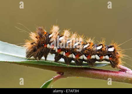 Caterpillar del nodo erba (Acronicta rumicis), Burgenland, Austria Foto Stock