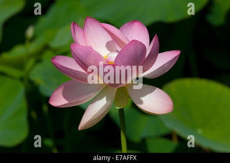 Indian Lotus (Nelumbo nucifera), fiore, Arboreto Baumpark Ellerhoop, Schleswig-Holstein, Germania Foto Stock