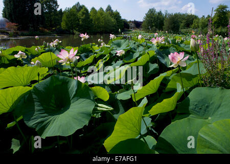 Indian fiori di loto (Nelumbo nucifera), Arboreto Baumpark Ellerhoop, Schleswig-Holstein, Germania Foto Stock
