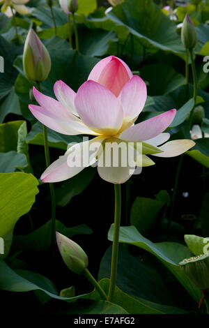 Indian Lotus (Nelumbo nucifera), Arboreto Baumpark Ellerhoop, Schleswig-Holstein, Germania Foto Stock