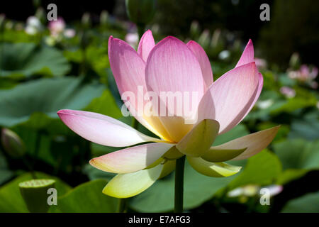 Indian Lotus (Nelumbo nucifera) fiore, Arboreto Baumpark Ellerhoop, Schleswig-Holstein, Germania Foto Stock