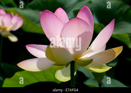 Indian Lotus (Nelumbo nucifera) fiore, Arboreto Baumpark Ellerhoop, Schleswig-Holstein, Germania Foto Stock