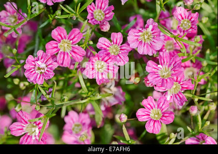 Lo spunto da fermi del Bambino il respiro (Gypsophila repens), Rosea varietà, fiorisce, Germania Foto Stock