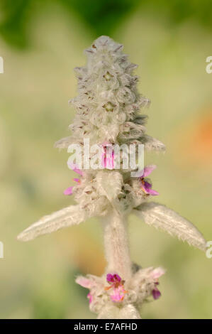 Agnello, Orecchio (Stachys byzantina), nativo di Asia Foto Stock