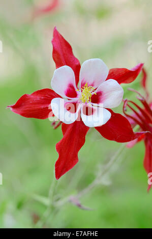 Colorado blu (Columbine Aquilegia caerulea hybide), Crimson Star varietà, fiore, Germania Foto Stock