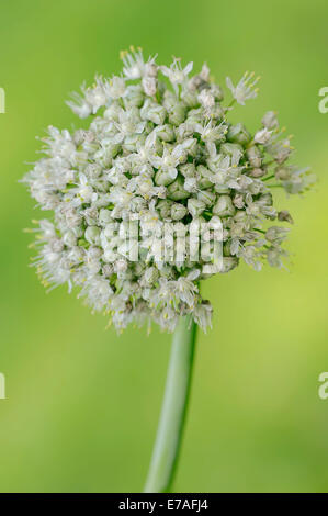 Cipolla comune (Allium cepa), Blossom, Germania Foto Stock