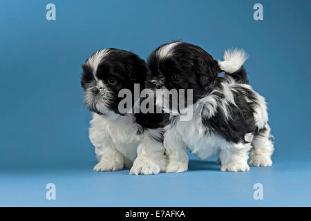 Due Shih Tzu cuccioli di 4 settimane, in bianco e nero Foto Stock