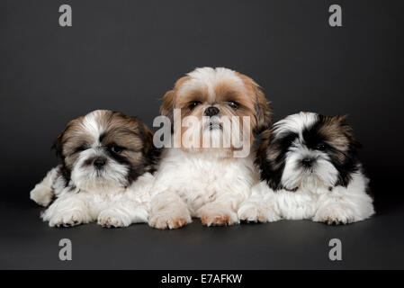 Shih Tzu cuccioli, dieci settimane, colore oro bianco Foto Stock