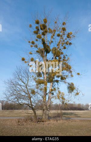 Vischio europeo o vischio comune (Viscum album) che cresce su un pioppo (Populus sp), Sassonia-Anhalt, Germania Foto Stock