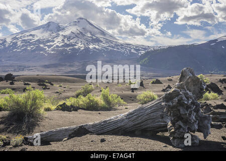 Albero morto e vulcano Llaima, Conguillío National Park, Melipeuco, Región de la Araucanía, Cile Foto Stock