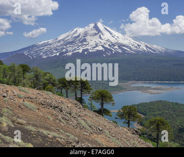 Puzzle di scimmia alberi (Araucaria araucana), vulcano Llaima e Conguillío Lago, Conguillío National Park, Melipeuco Foto Stock