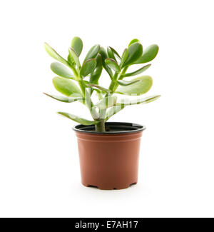 Crassula ovata o jade pianta in vaso di fiori isolati su sfondo bianco Foto Stock