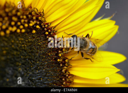 Hoverfly sui semi di girasole Foto Stock