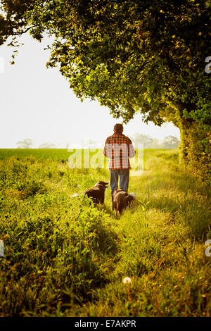 Uomo che cammina con due Border Collie cani nelle prime ore del mattino Foto Stock