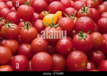 Organici freschi pomodori ciliegia al mercato / Organic pomodori ciliegia appena raccolto dal giardino Foto Stock