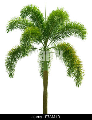 Wodyetia (coda di volpe Palm). Palm tree isolati su sfondo bianco Foto Stock