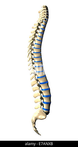 Le vertebre della colonna vertebrale - Vista laterale / vista laterale Foto Stock