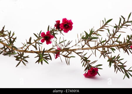 Manuka bush (Leptospermum scoparium) Fiori Foto Stock