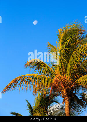 Palm tree contro lo sfondo del cielo blu e luna Foto Stock