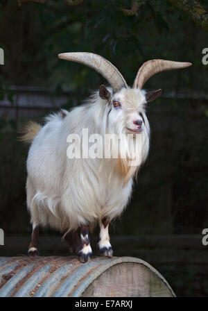 Afriican pigmeo di capra Foto Stock