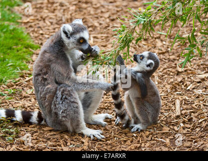 Lemure Ring-Tailed madre e giovani alimentazione (Lemur catta) Foto Stock