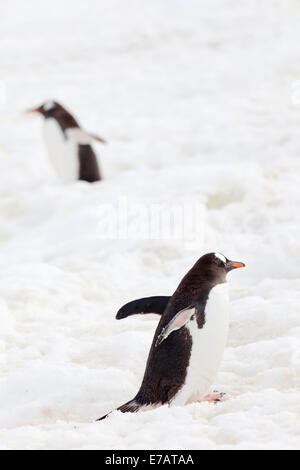 Due lunghe code pinguini Gentoo salendo sulla neve (Pygoscelis papua), Peterman Island, Antartide Foto Stock