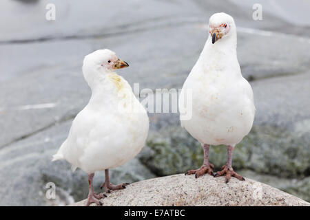 Due sheathbills nevoso (Chionis albus), utili Isola, Antartide Foto Stock